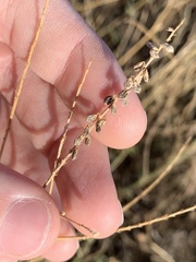 Melilotus albus