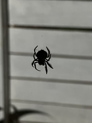 Caerostris sexcuspidata