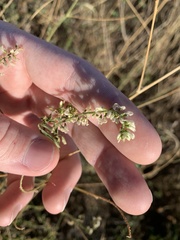 Melilotus albus