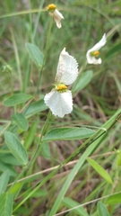 Dalechampia caperonioides