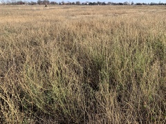 Melilotus albus