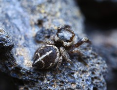 Pellenes tripunctatus