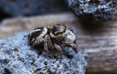 Pellenes tripunctatus