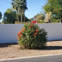 Bougainvillea
