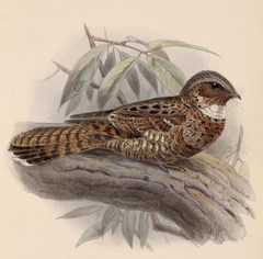 Yucatan Poorwill photo 5