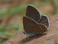 Lepidochrysops letsea