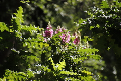 Acanthus polystachyus