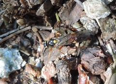 Tenthredopsis stigma