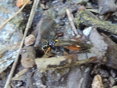 Tenthredopsis stigma