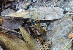 Tenthredopsis stigma