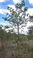 Aspidosperma macrocarpon