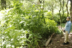 Acanthus polystachyus