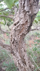 Aspidosperma macrocarpon