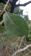 Aspidosperma macrocarpon