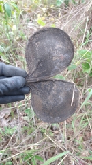 Aspidosperma macrocarpon