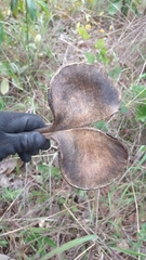 Aspidosperma macrocarpon