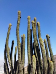 Trichocereus chiloensis chiloensis