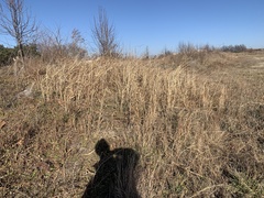 Sorghum halepense