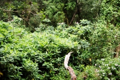 Acanthus polystachyus