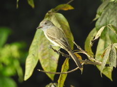 Myiarchus panamensis