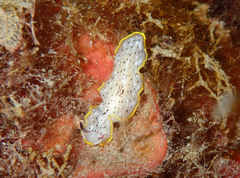 Prostheceraeus moseleyi