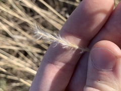 Bothriochloa laguroides