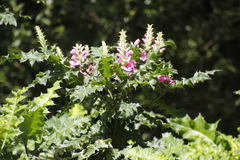 Acanthus polystachyus