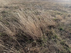 Bothriochloa laguroides
