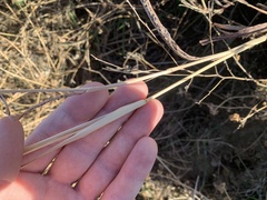 Bothriochloa laguroides