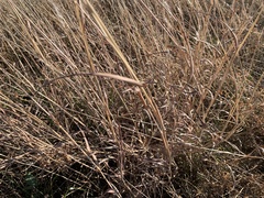 Bothriochloa laguroides