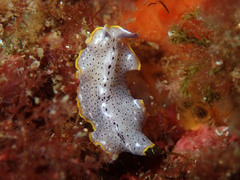 Prostheceraeus moseleyi