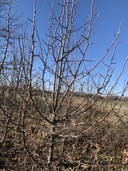 Pyrus calleryana