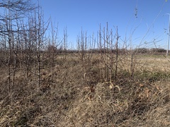 Pyrus calleryana