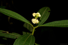 Miconia melastomoides