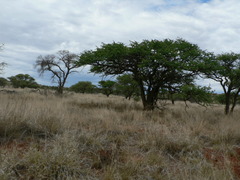 Schmidtia pappophoroides