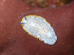 Prostheceraeus moseleyi