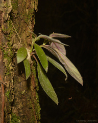 Nematanthus