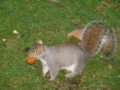 Sciurus carolinensis