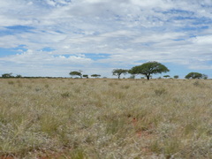 Schmidtia pappophoroides
