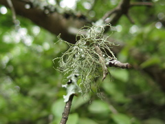 Ramalina peruviana