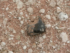 Homo heidelbergensis