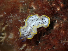 Prostheceraeus moseleyi