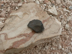 Homo heidelbergensis