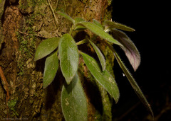 Nematanthus