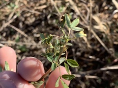 Melilotus
