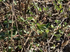 Melilotus