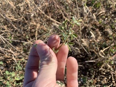 Melilotus