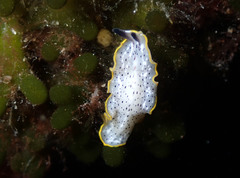 Prostheceraeus moseleyi