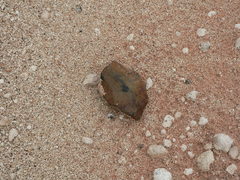 Homo heidelbergensis