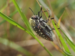 Julodis cirrosa cirrosa